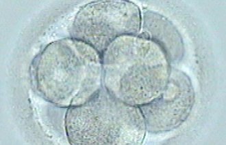Puesta en marcha del programa de congelación de 

embriones
