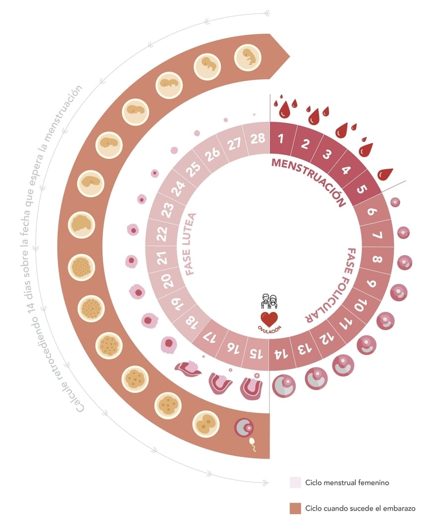 alineación Bóveda crítico Calculadora ovulación, conozca su calendario de ovulación