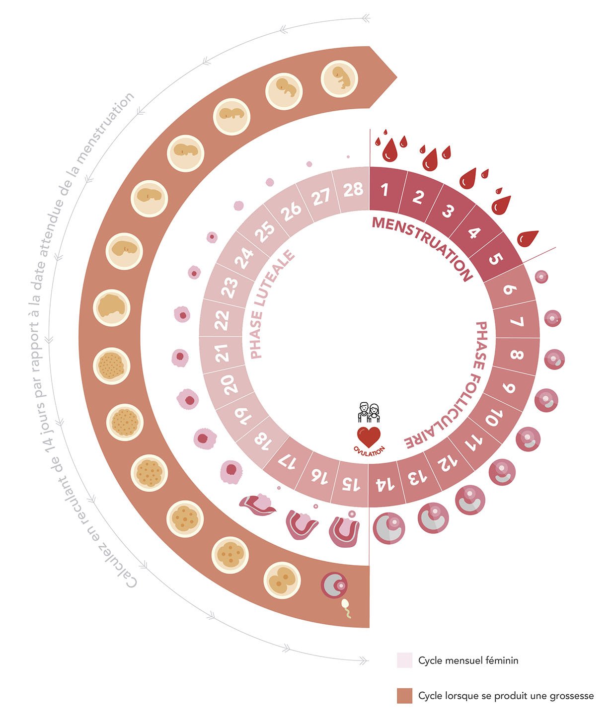 Calculatrice d'ovulation, découvrez votre calendrier d'ovulation.