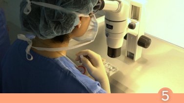 Transferencia embrionaria