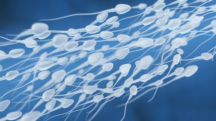 Meiosis espermática Meiosis espermática - Instituto Bernabeu