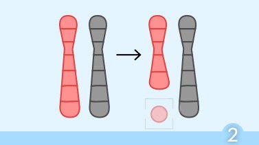 Test o diagnóstico genético preimplantacional (DGP/PGT)