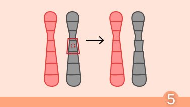 Test o diagnóstico genético preimplantacional (DGP/PGT)