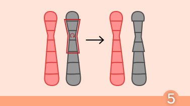 Test o diagnóstico genético preimplantacional (DGP/PGT)