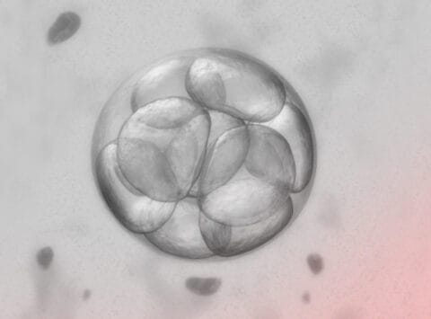 ¿Qué posibilidades existen para los embriones sobrantes tras técnicas de reproducción asistida (TRAs)?