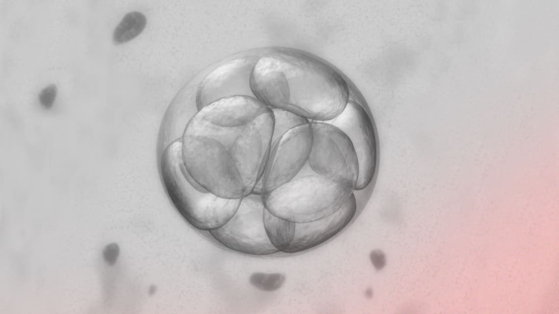 ¿Qué posibilidades existen para los embriones sobrantes tras técnicas de reproducción asistida (TRAs)?