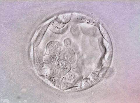 Cryopreserved embryos: Does biobank storage time affect their subsequent viability?