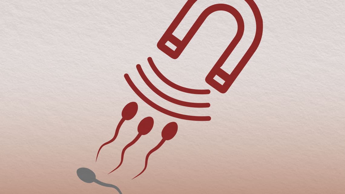 Using Magnetic Fields to Select Healthy Sperm: MACS (Magnetic Activated Cell Sorting)