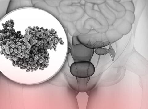 What is the FSH and what is its function?