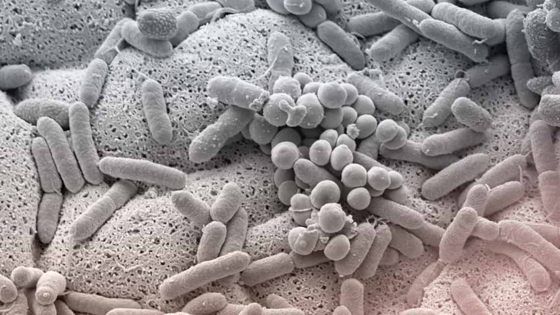 Was ist die Scheidenflora? Beeinflusst sie die Fruchtbarkeit?