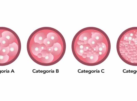 Critères pour la classification des embryons
