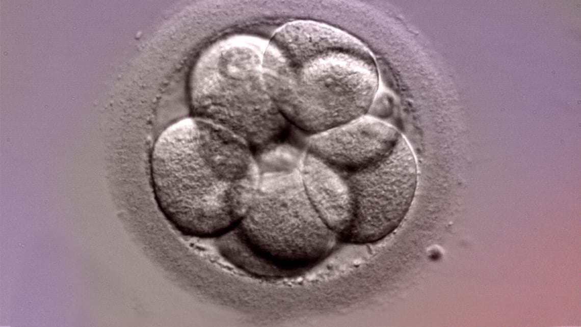 Warum sind nicht alle übrig gebliebenen Embryonen eines Zyklus der In-vitro-Fertilisation für die Tiefkühlung geeignet?