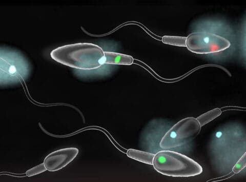 What information does a FISH procedure on spermatozoa provide us with?