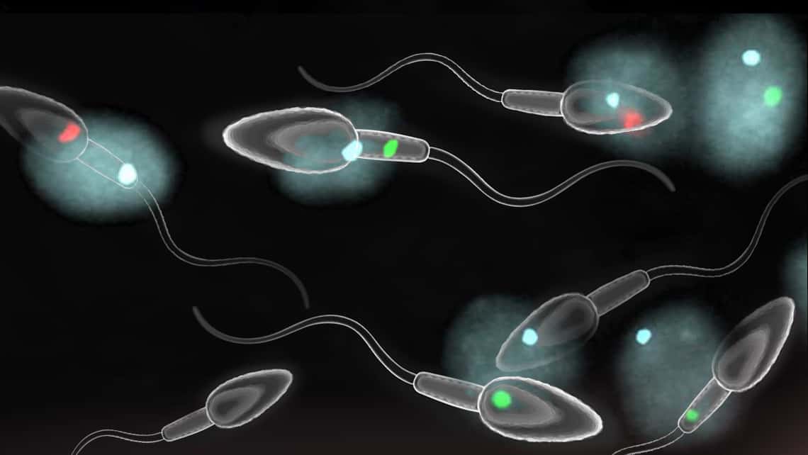 What information does a FISH procedure on spermatozoa provide us with?