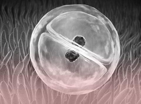Was nennen wir bei einer Fruchtbarkeitsbehandlung “Implantationsfenster”?