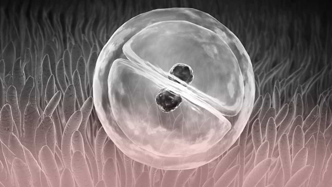 Cosa si intende per “finestra d’impianto” in un trattamento di fertilità?