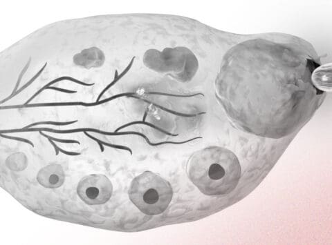 Ovulation