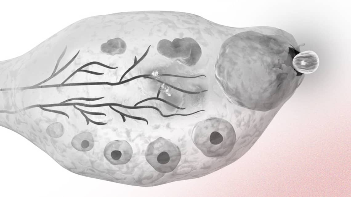 Ovulation