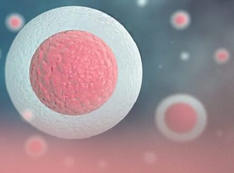 Embryo in der Blastozyste: Typen und Klassifizierung nach Qualität