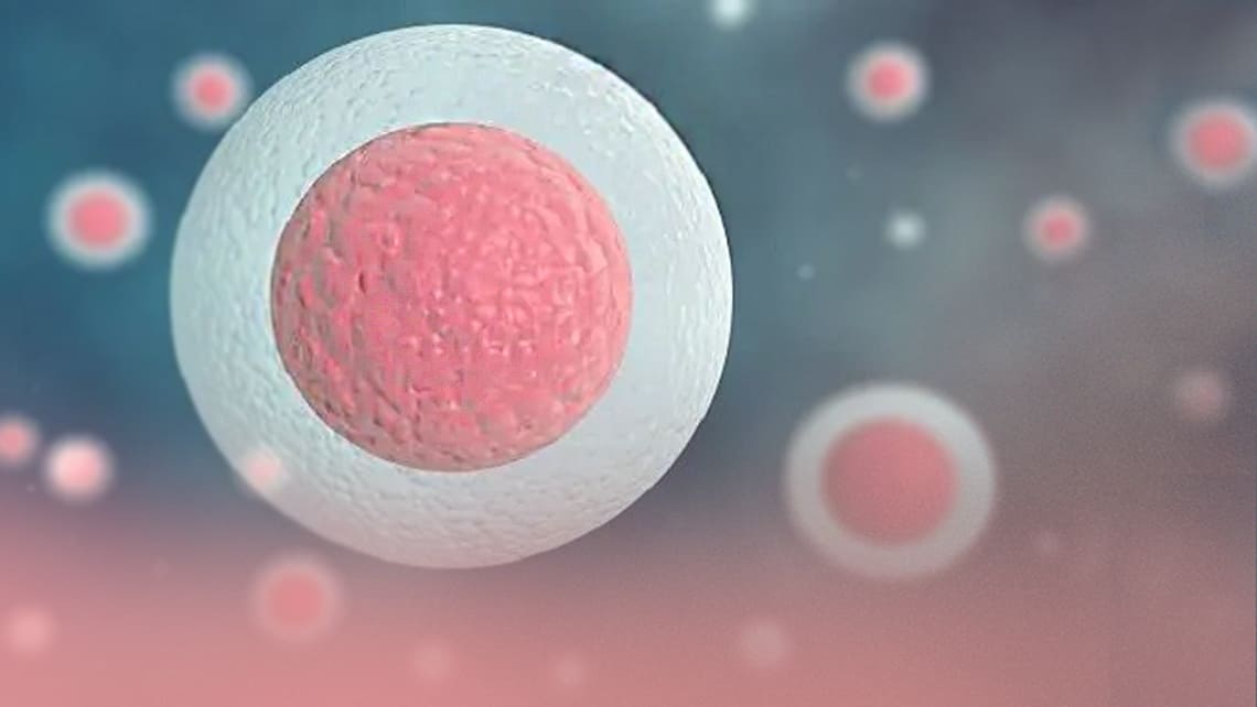 Embryon blastocyste: de quoi il s’agit, avantages, types et classification selon sa qualité