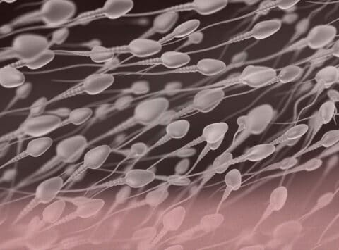 5 habitudes saines pour améliorer votre sperme