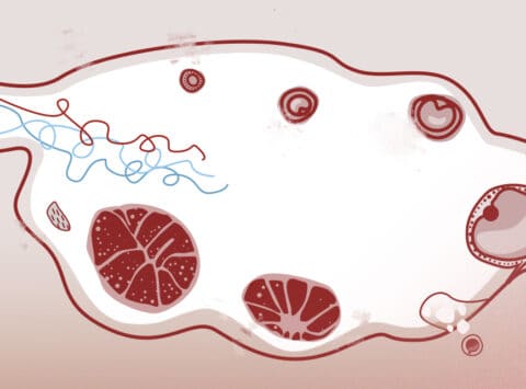 I Follicoli ovarici: cosa sono, numero, crescita e altre caratteristiche