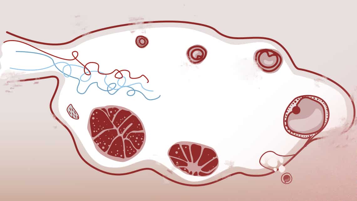 Los Folículos Ováricos: Qué son, número, crecimiento y otras características