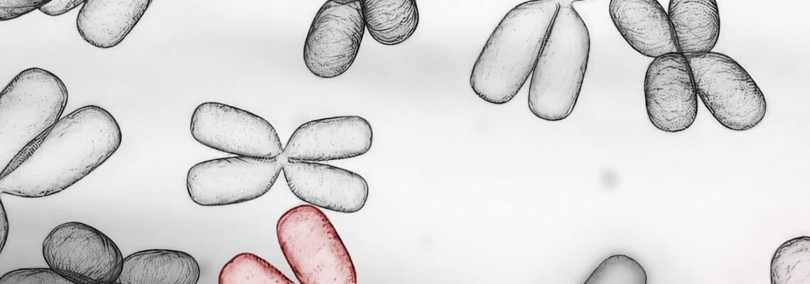 Anomalías cromosómicas estructurales - Instituto Bernabeu
