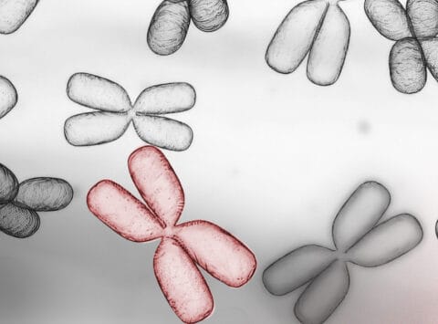 Strukturelle Chromosomenanomalien: Wie beeinträchtigen sie den Embryo und die Patienten, die Träger sind?