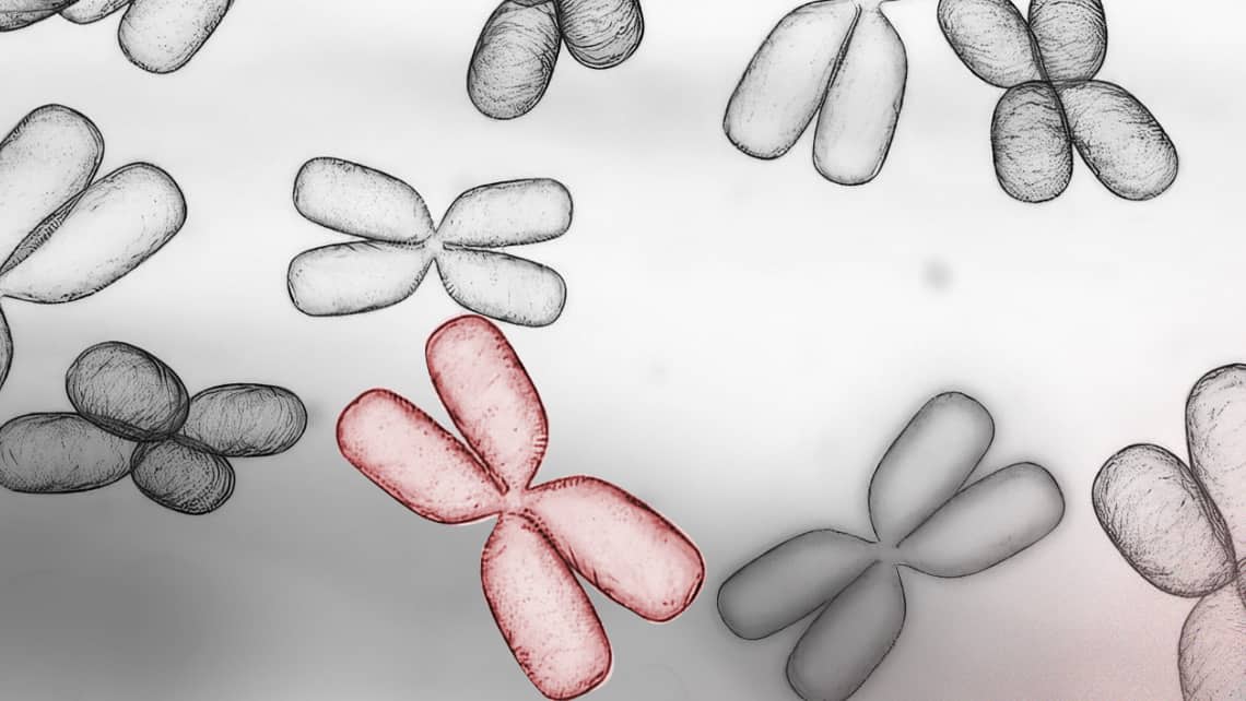 Strukturelle Chromosomenanomalien: Wie beeinträchtigen sie den Embryo und die Patienten, die Träger sind?