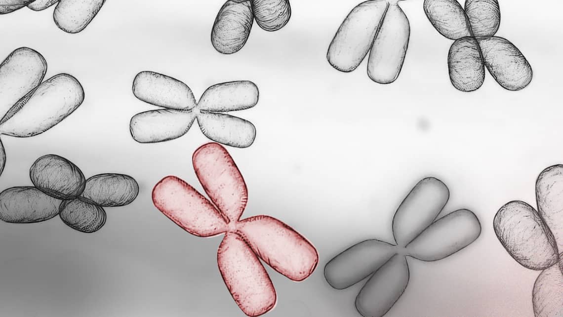 Structural chromosome abnormalities: how do they impact the embryo and the carrier?