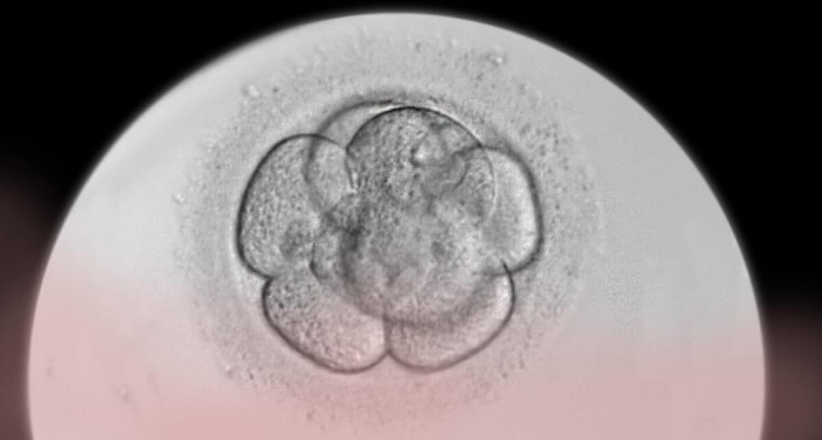 Vorteile der Spende von Embryonen