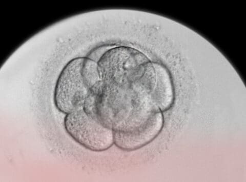 I vantaggi della donazione embrionaria