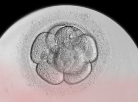 Advantages of Embryo Donation