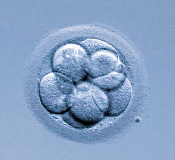 An Instituto Bernabeu study analyses if ovarian stimulation can alter the risk of aneuploidies and mosaicism in embryos