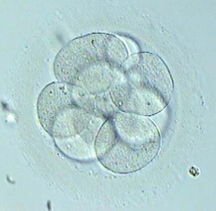 The way in which the embryo divides during the first two days affects its future chromosome count