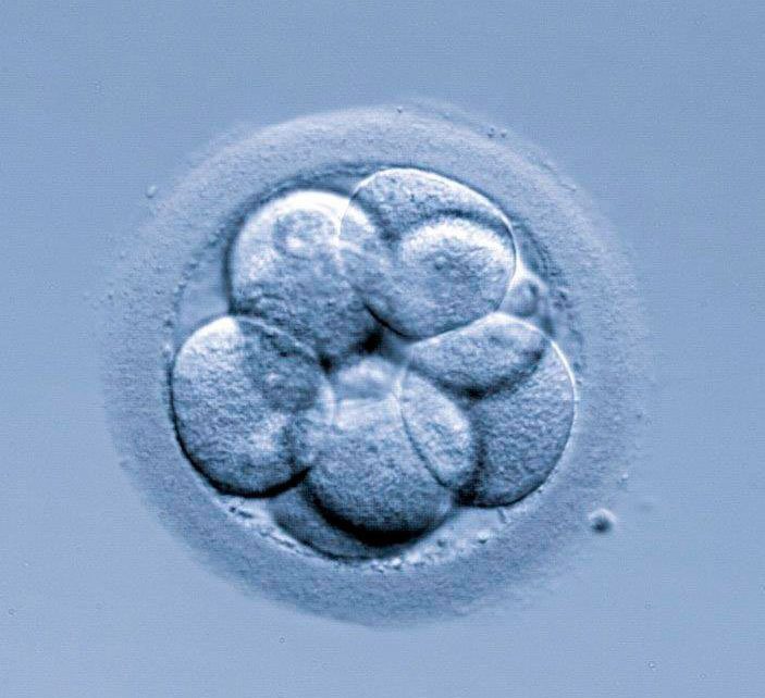 Freezing in order to improve embryo implantation results