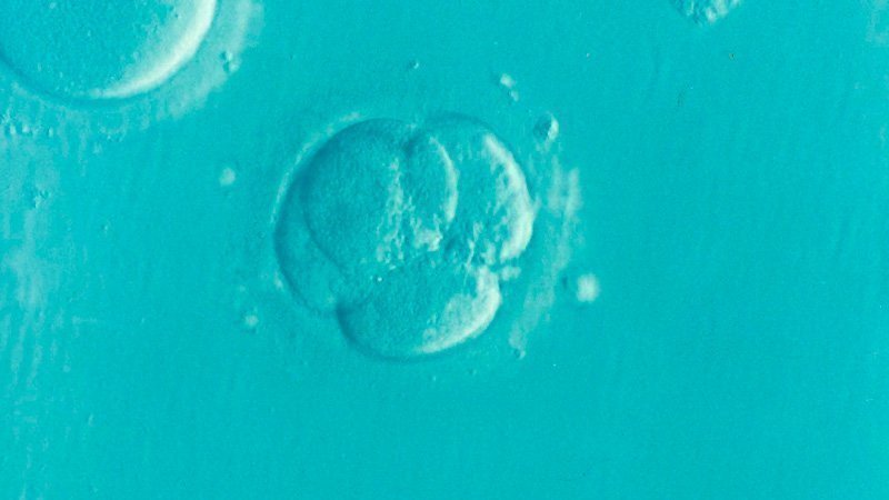 El Instituto Bernabeu presenta al congreso nacional de Biología de la Reproducción en Madrid un ensayo clínico sobre la observación del embrión