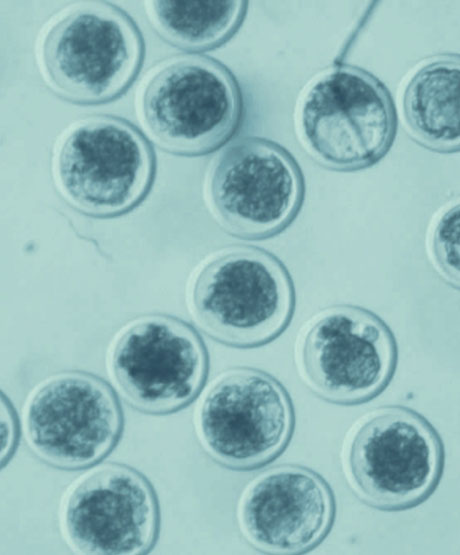 Adoption von embryos