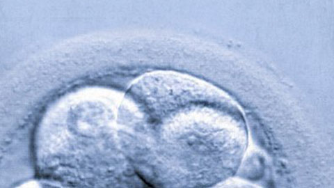 Quali sono i fabbisogni nutrizionali degli embrioni prima di essere trasferiti nell’utero materno?