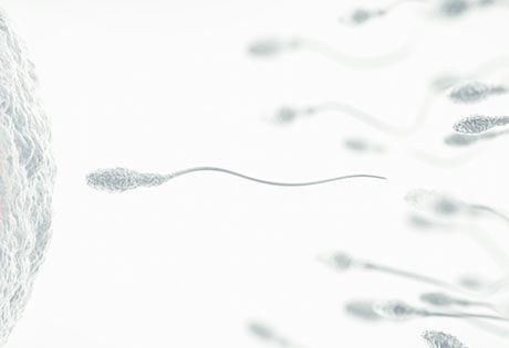 Embryonic development: the embryo on day 1 (D1)