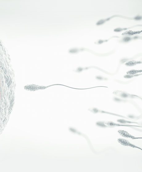 Embryonic development: the embryo on day 1 (D1)