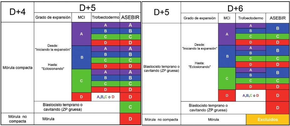 Clasificación internacional del blastocisto