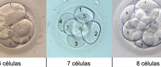 Día 3 de cultivo embrionario