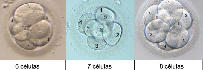 Día 3 de cultivo embrionario