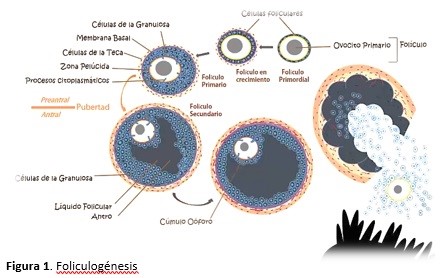 Líquido folicular