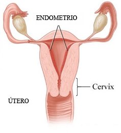 Importancia del grosor endometrial en tratamientos de Reproducción Asistida