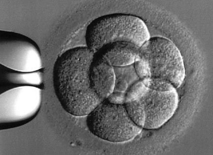 Eclosión asistida (assisted hatching)