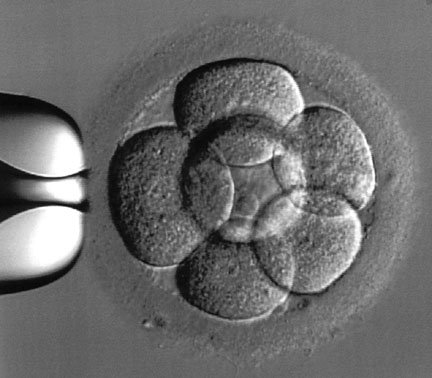 Eclosión asistida (assisted hatching)