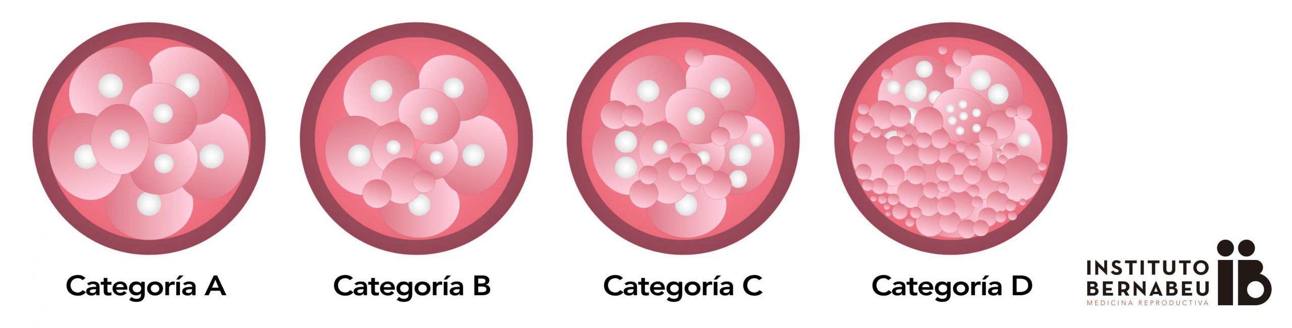 Imagen tipos de embriones: categoría A, B, C y D